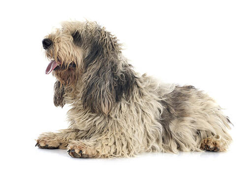 Basset de griffon hot sale